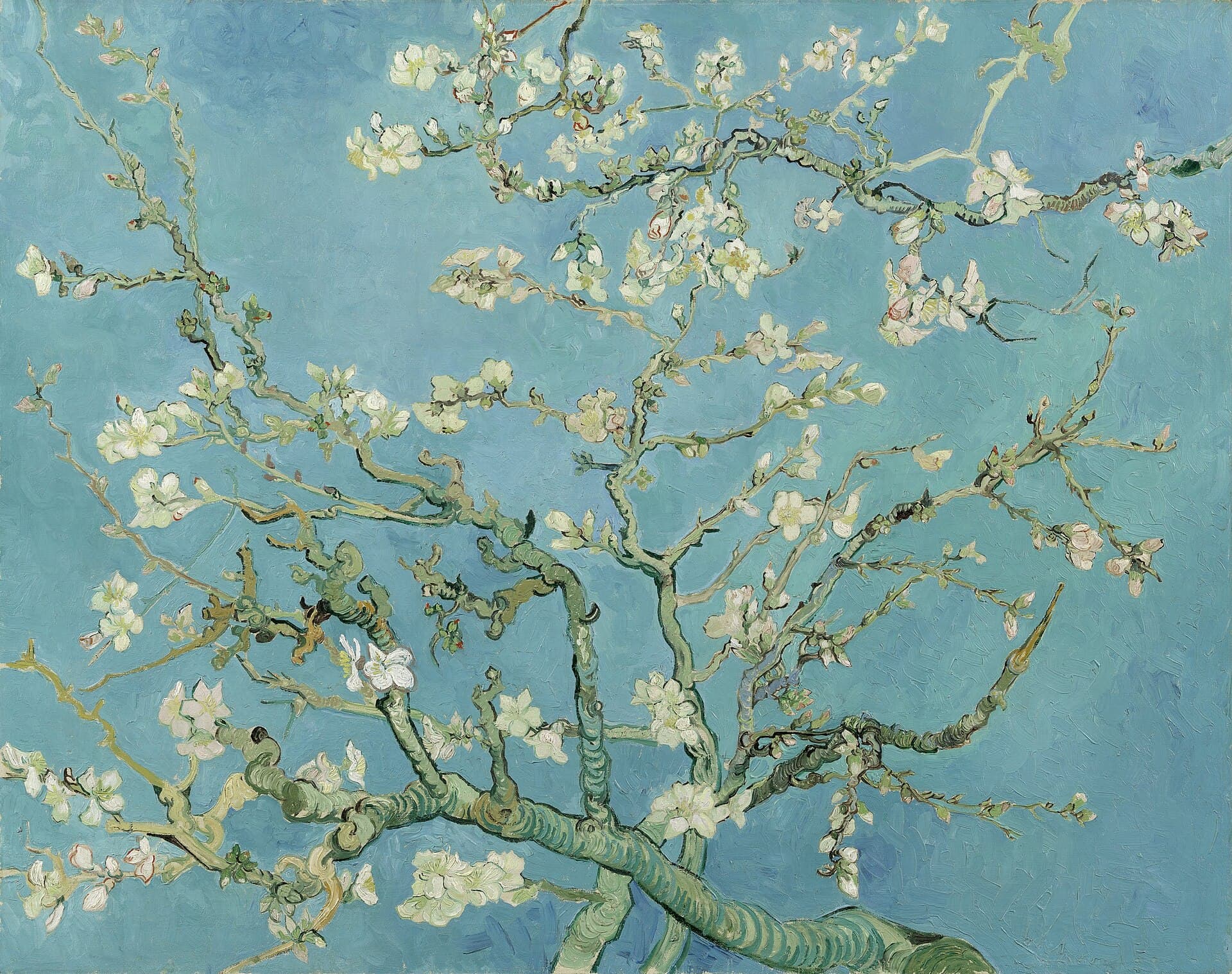 Almond Blossom Branch Morning Blooming - Wall Art by Fir Gallery - Abstract wall art